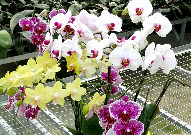 Cách trang trí chậu Lan Hồ Điệp với nhiều màu sắc